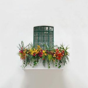 Window and flowers